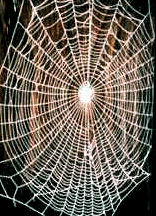 spiderweb.gif